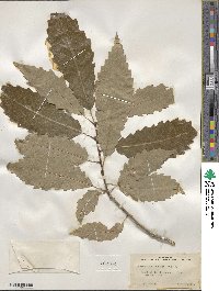 Quercus muehlenbergii image