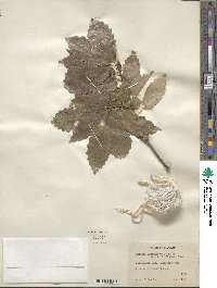 Quercus muehlenbergii image