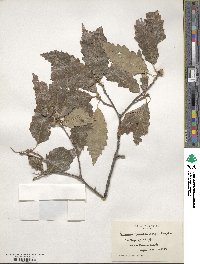 Quercus muehlenbergii image