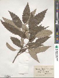 Quercus muehlenbergii image