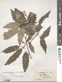 Quercus muehlenbergii image