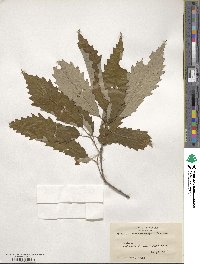 Quercus muehlenbergii image