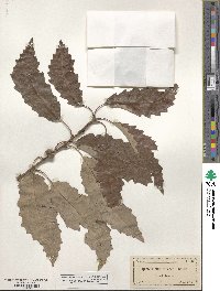 Quercus muehlenbergii image