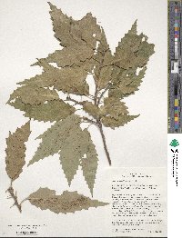 Quercus muehlenbergii image