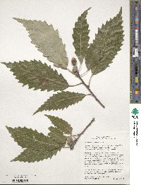 Quercus muehlenbergii image