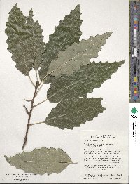 Quercus muehlenbergii image