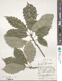 Quercus muehlenbergii image