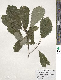 Quercus muehlenbergii image