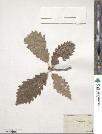 Quercus muehlenbergii image