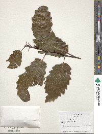 Quercus muehlenbergii image