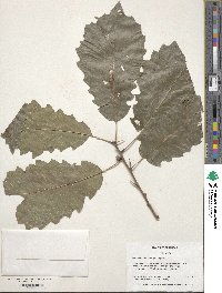 Quercus muehlenbergii image