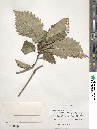 Quercus muehlenbergii image