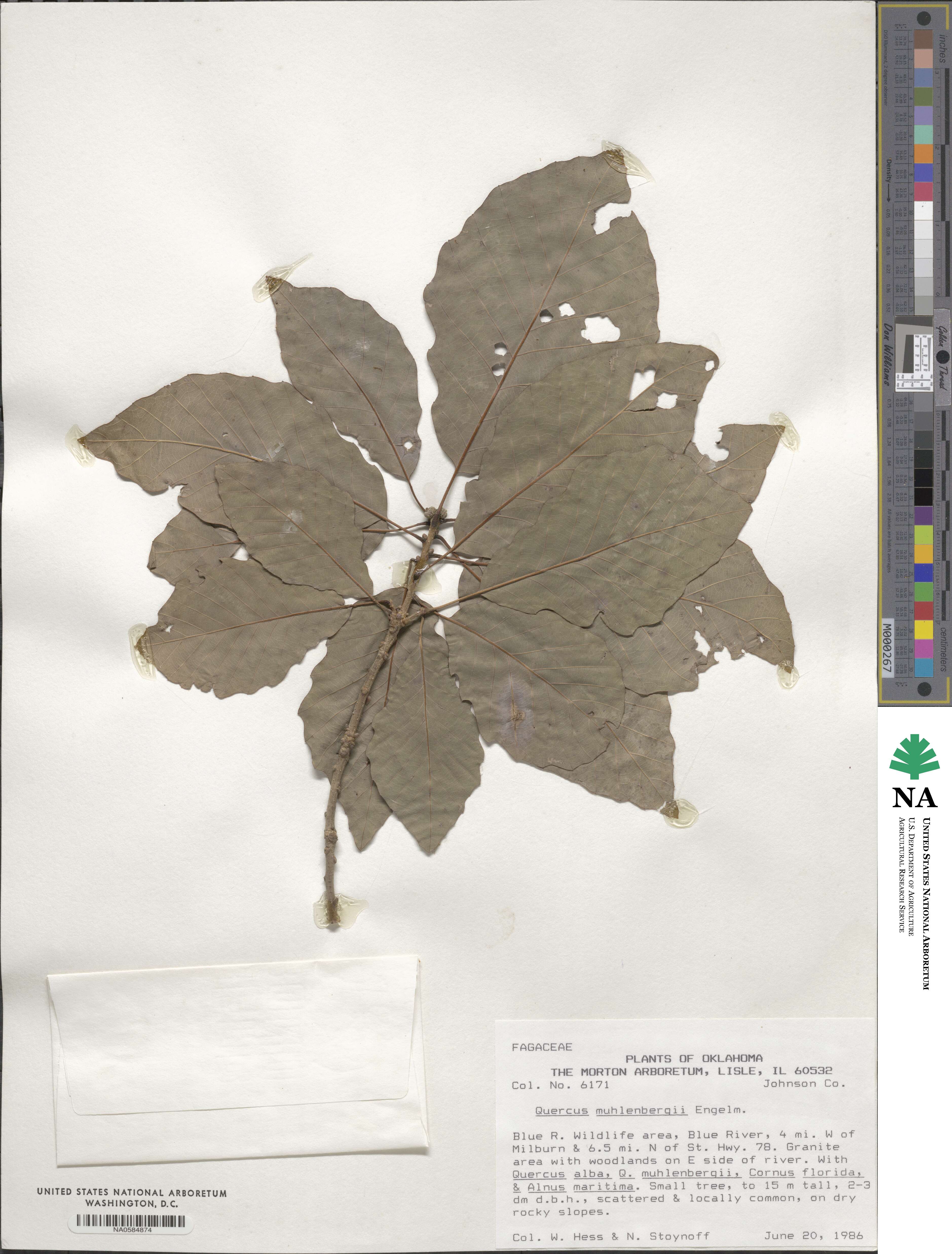 Quercus muehlenbergii image