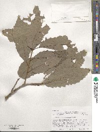 Quercus muehlenbergii image