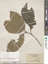 Quercus muehlenbergii image