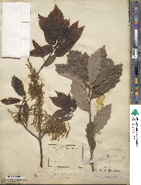 Quercus muehlenbergii image