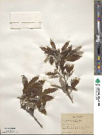 Quercus muehlenbergii image