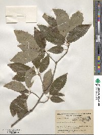 Quercus muehlenbergii image