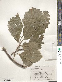 Quercus muehlenbergii image