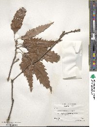 Quercus muehlenbergii image