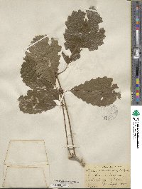 Quercus muehlenbergii image