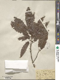 Quercus muehlenbergii image