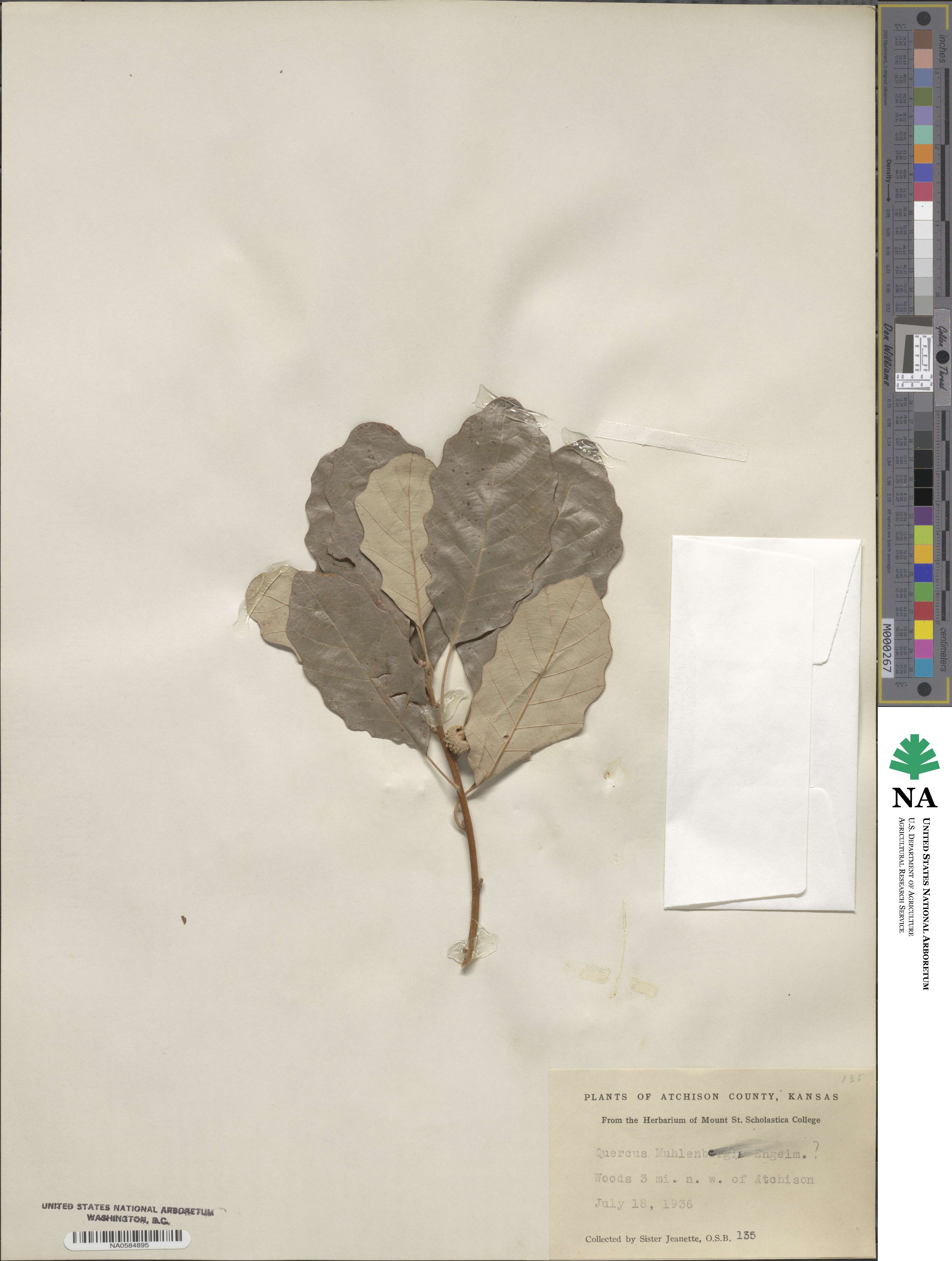 Quercus muehlenbergii image
