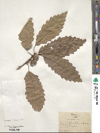 Quercus muehlenbergii image