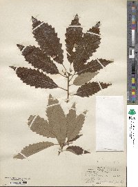 Quercus muehlenbergii image