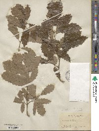 Quercus muehlenbergii image