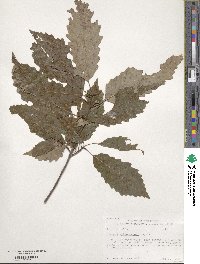 Quercus muehlenbergii image