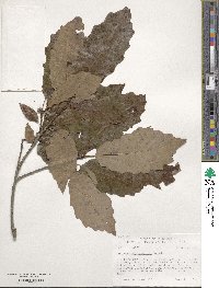 Quercus muehlenbergii image