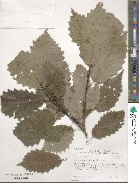 Quercus muehlenbergii image