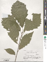 Quercus muehlenbergii image