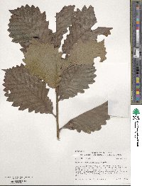 Quercus muehlenbergii image