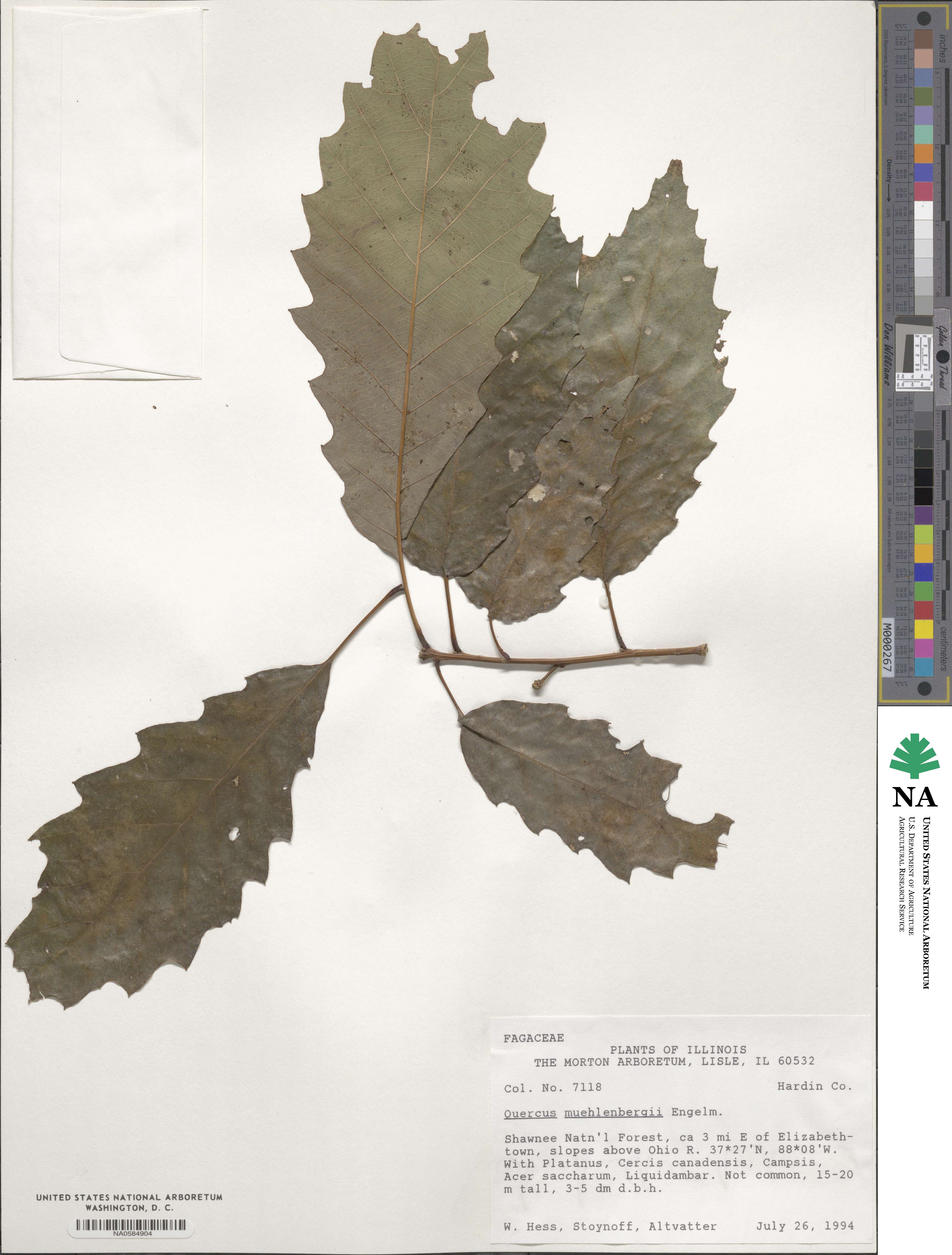 Quercus muehlenbergii image