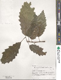 Quercus muehlenbergii image