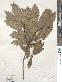 Quercus muehlenbergii image