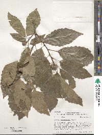 Quercus muehlenbergii image