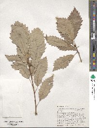 Quercus muehlenbergii image