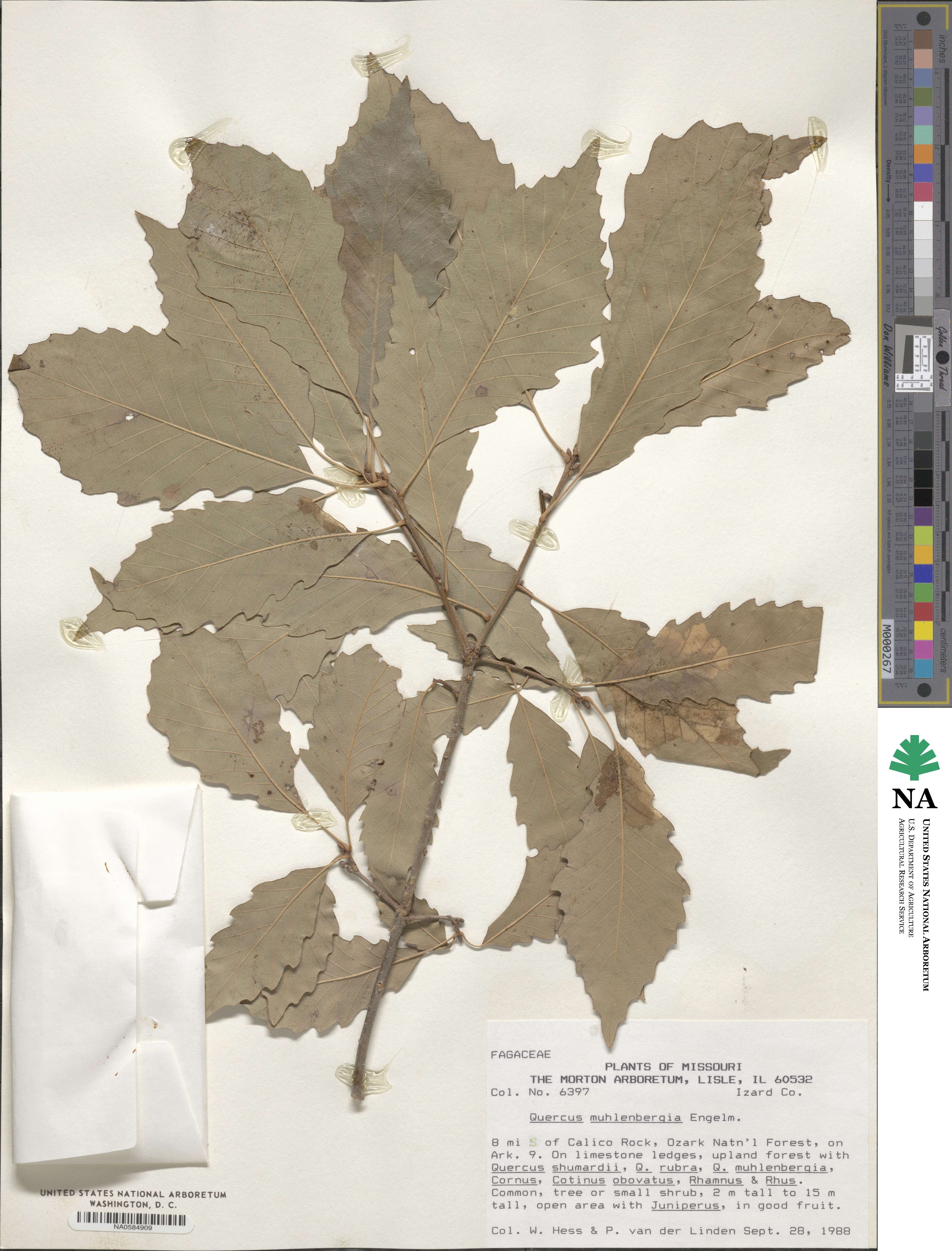 Quercus muehlenbergii image