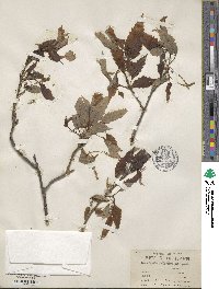 Quercus muehlenbergii image