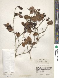 Quercus myrtifolia image