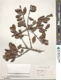 Quercus myrtifolia image