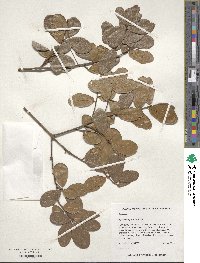 Quercus myrtifolia image