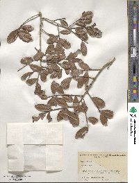 Quercus myrtifolia image