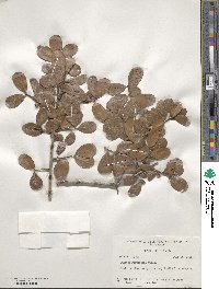 Quercus myrtifolia image