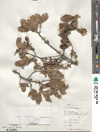 Quercus myrtifolia image