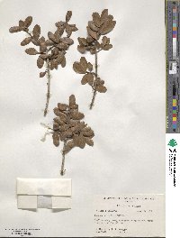 Quercus myrtifolia image