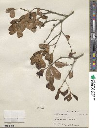 Quercus myrtifolia image